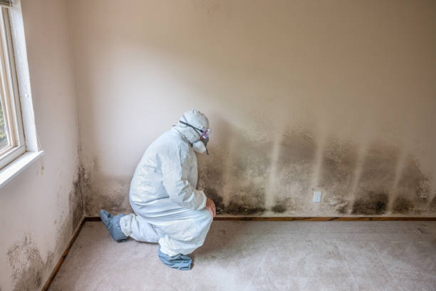 Best Commercial Mold Inspection  in Point Venture, TX